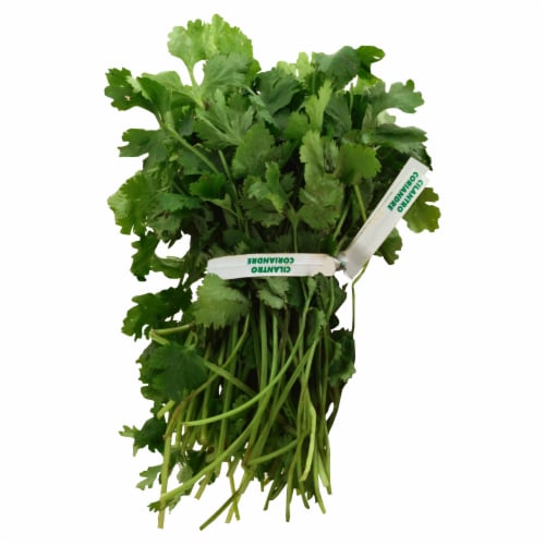 Cilantro, front