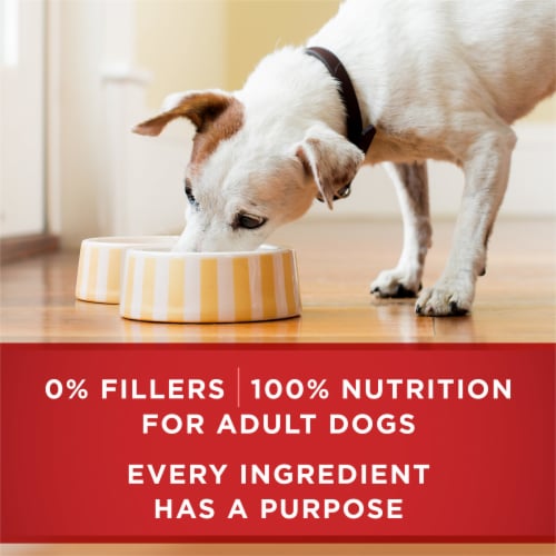 Purina ONE Wet Dog Food Tender Cuts in Gravy Beef & Barley - Purina ONE Wet Dog Food Tender Cuts in Gravy Beef & Barley